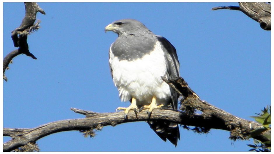 Eagle Mora.   - CHILE