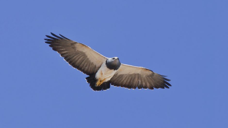 Eagle Mora.   - ECUADOR