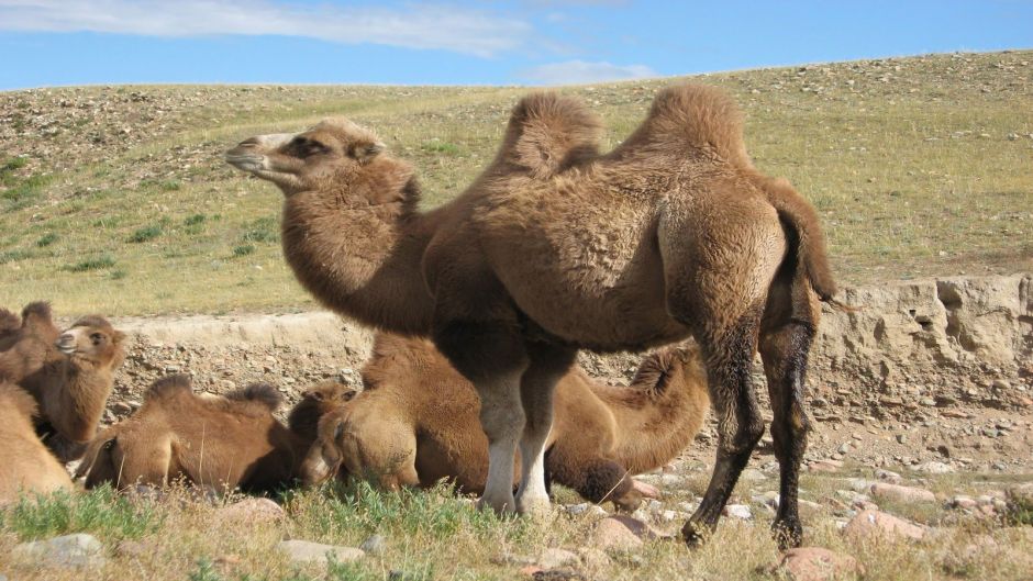 Wild Camel.   - CHINA