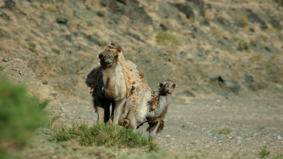 Wild Camel.   - CHINA