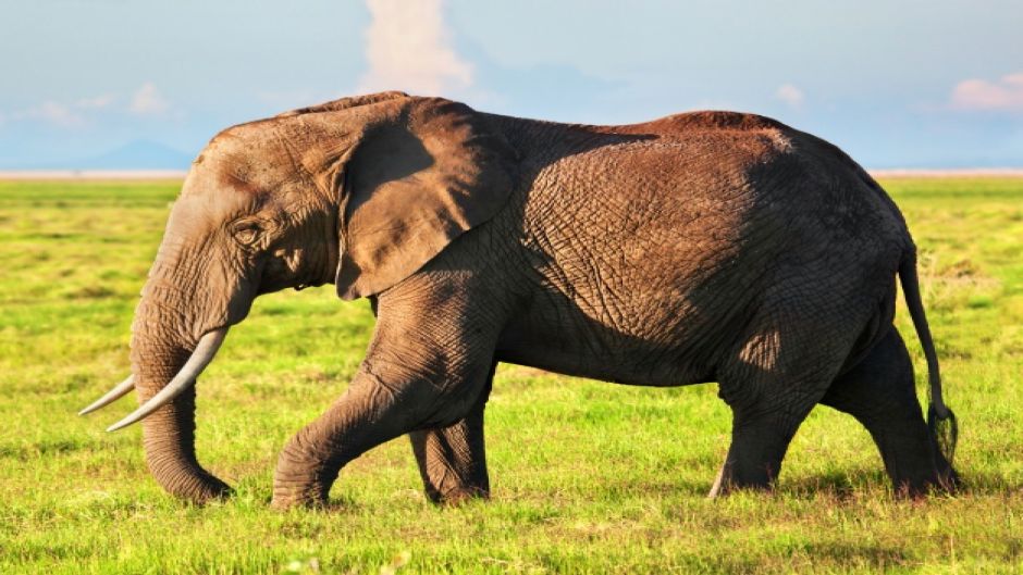 African elephant, Guia de Fauna. RutaChile.   - South Africa