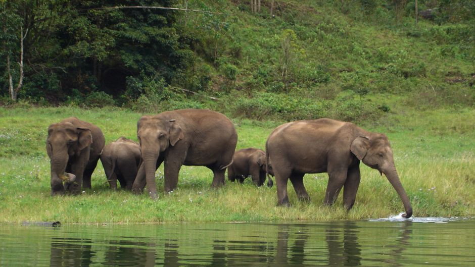 African elephant, Guia de Fauna. RutaChile.   - South Africa