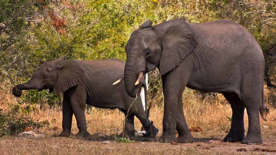 African elephant, Guia de Fauna. RutaChile.   - 