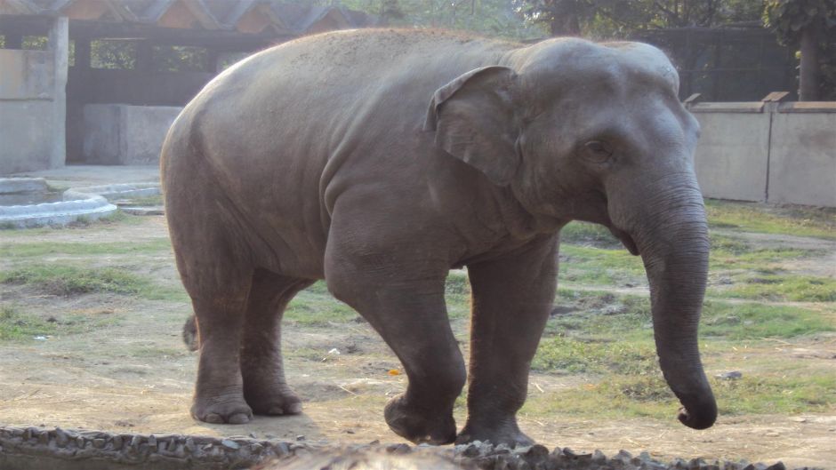 African elephant, Guia de Fauna. RutaChile.   - 