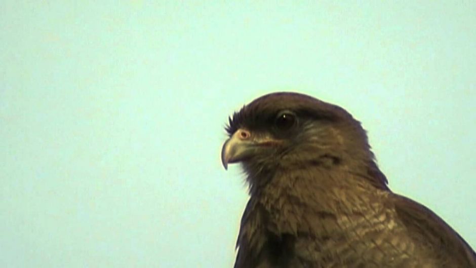 Tiuque, Guia de Fauna. RutaChile.   - BRAZIL