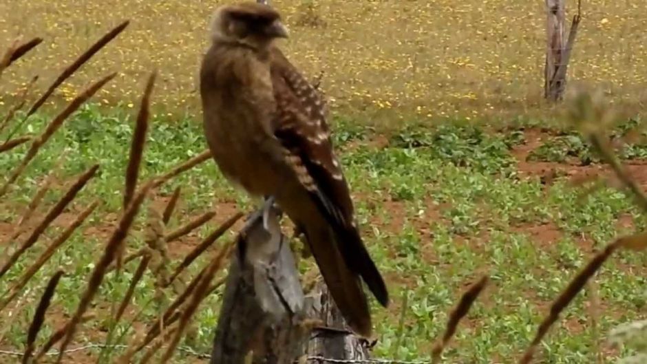 Tiuque, Guia de Fauna. RutaChile.   - Paraguay