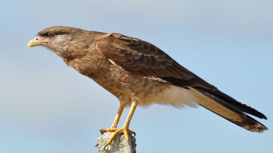 Tiuque, Guia de Fauna. RutaChile.   - Paraguay