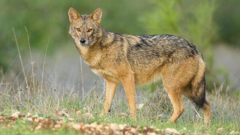 African golden jackal.   - 