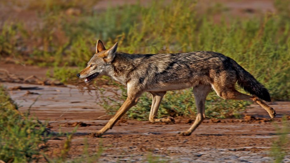 African golden jackal.   - Morocco