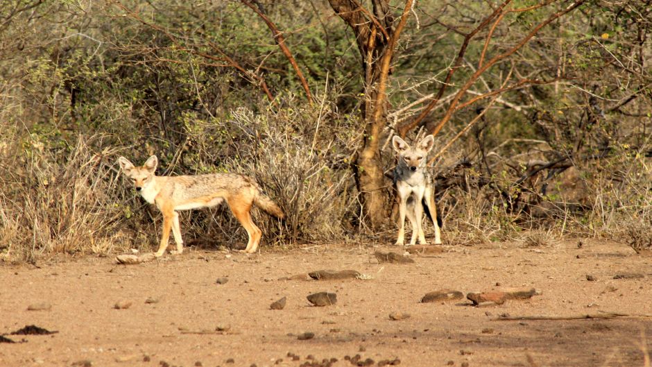 African golden jackal.   - 