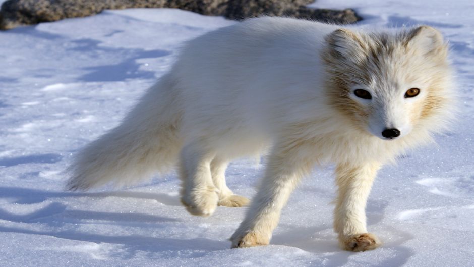 Arctic Fox.   - 