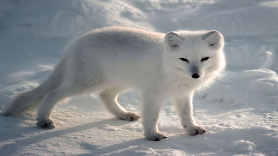 Arctic Fox.   - CANADA