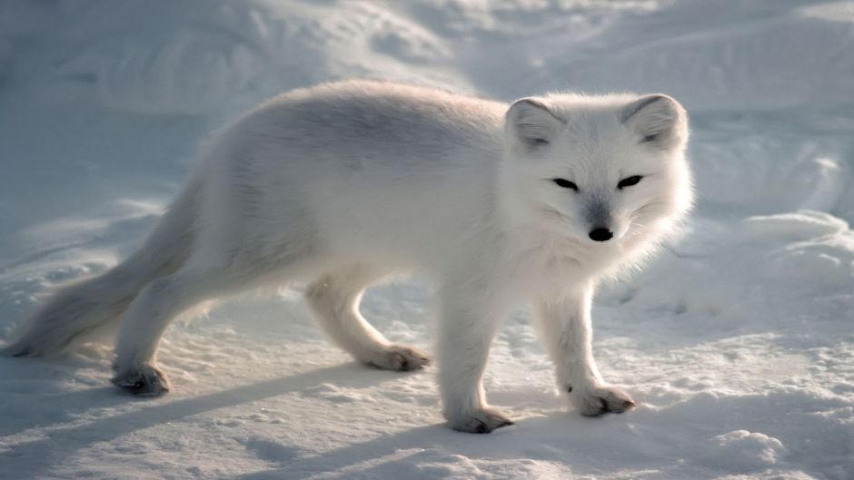 Arctic Fox.   - 