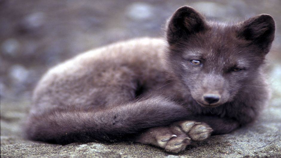 Arctic Fox.   - CANADA