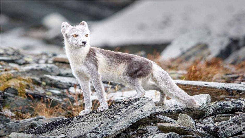 Arctic Fox.   - 