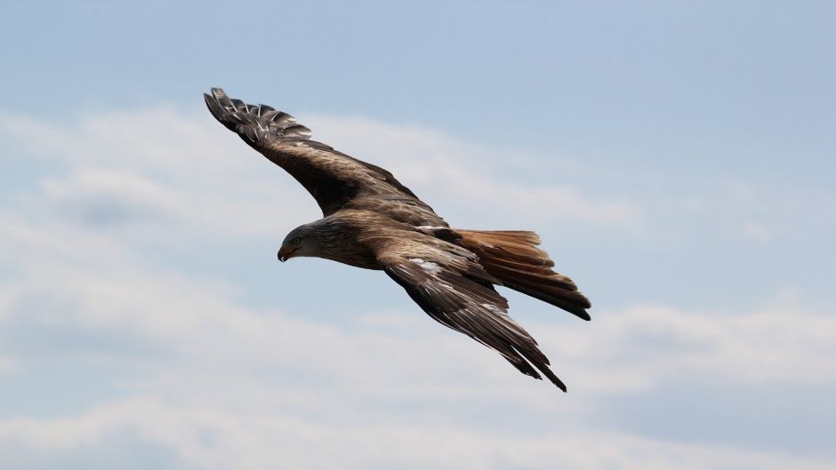 Eagle, bird guide..   - ARGENTINA