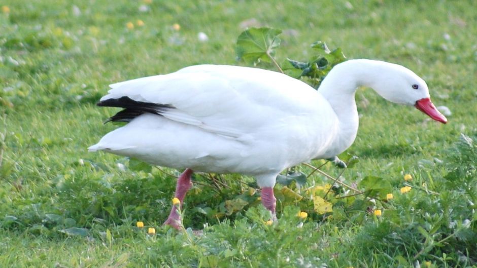 Coscoroba Swan, Guia de Fauna. RutaChile.   - 