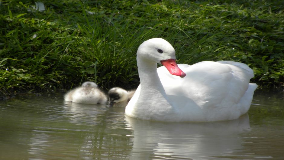 Coscoroba Swan, Guia de Fauna. RutaChile.   - ARGENTINA