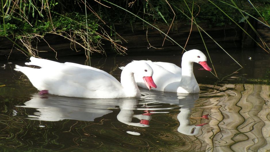 Coscoroba Swan, Guia de Fauna. RutaChile.   - 