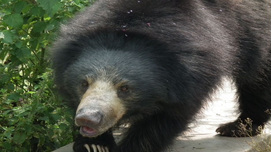 Sloth Bear.   - CHINA