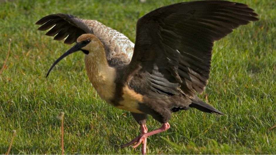 Bandurria, Guia de Fauna. RutaChile