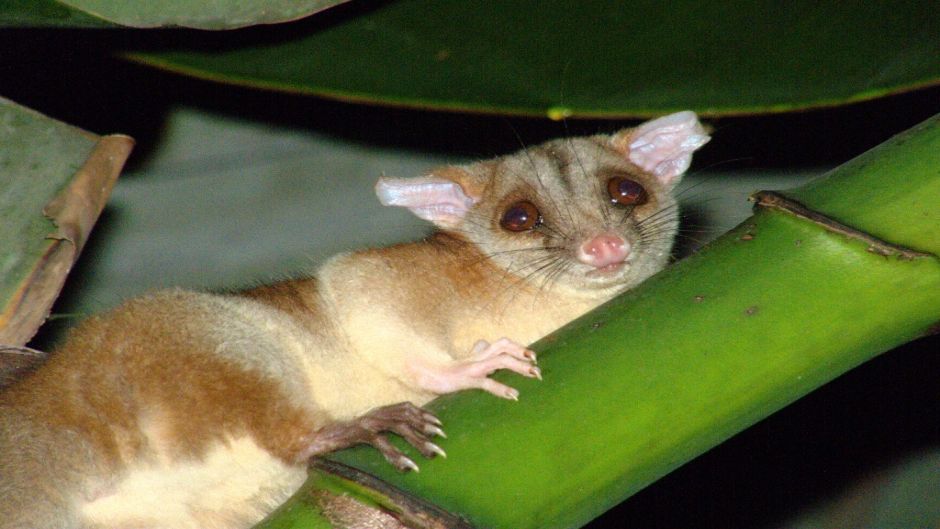 Golden opossum.   - Guatemala