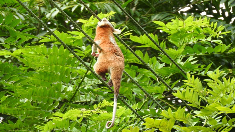 Golden opossum.   - Nicaragua