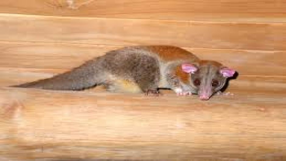 Golden opossum.   - ECUADOR