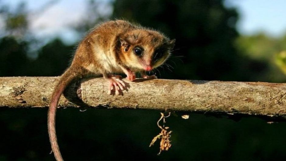 Little monkey from the Mount, Guia de Fauna. RutaChile.   - 