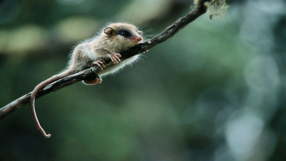 Little monkey from the Mount, Guia de Fauna. RutaChile.   - CHILE