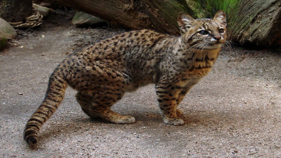 South American Wildcat, Guia de Fauna. RutaChile.   - CHILE