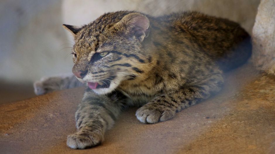 South American Wildcat, Guia de Fauna. RutaChile.   - 