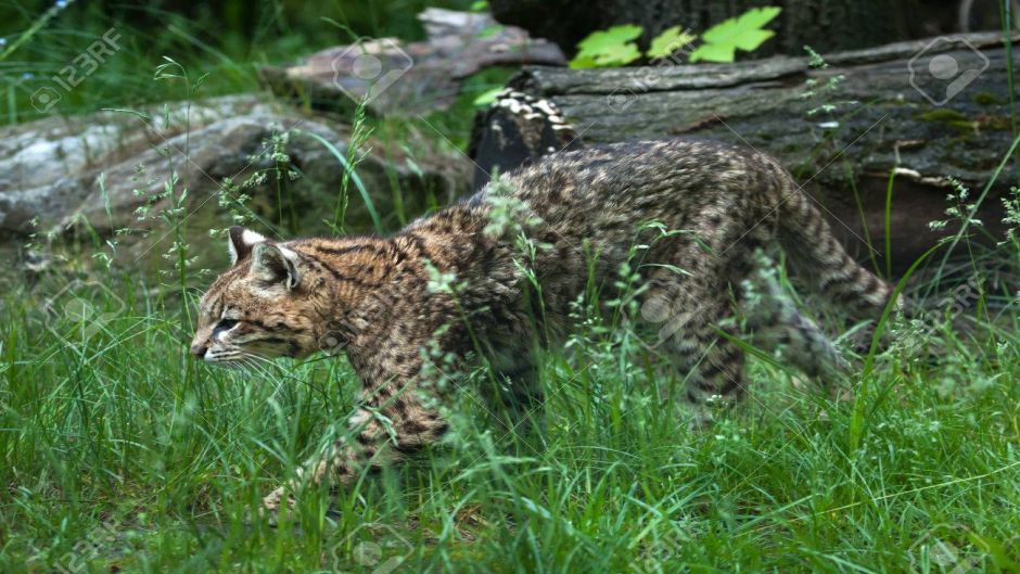 South American Wildcat, Guia de Fauna. RutaChile.   - 