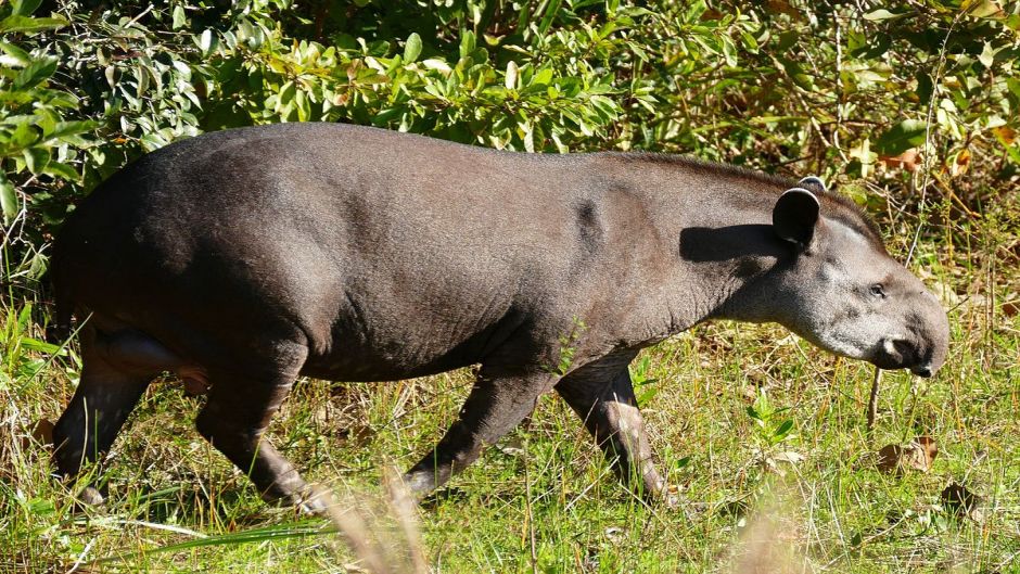 Tapir, Guia de Fauna. RutaChile.   - Venezuela