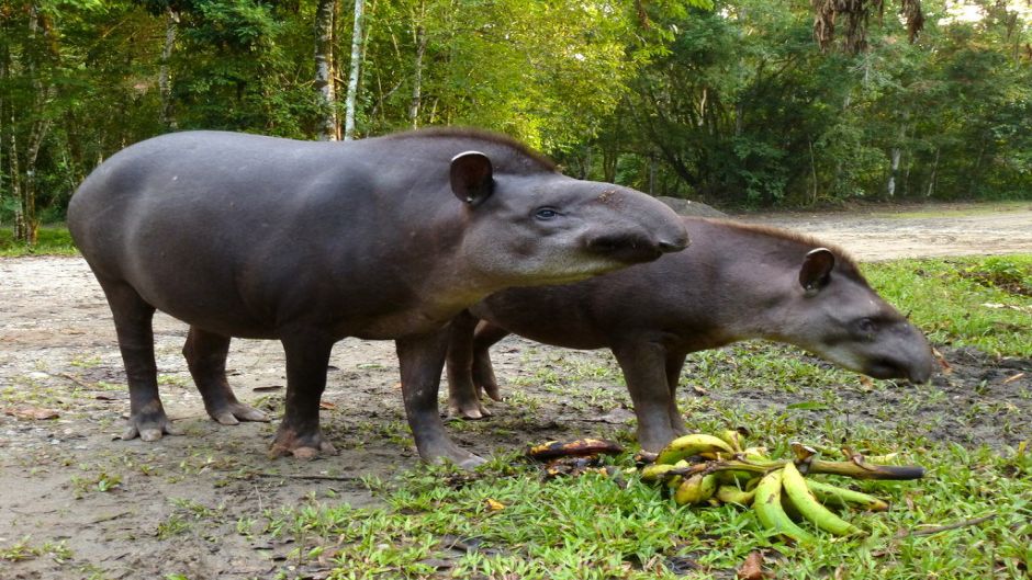 Tapir, Guia de Fauna. RutaChile.   - PERU