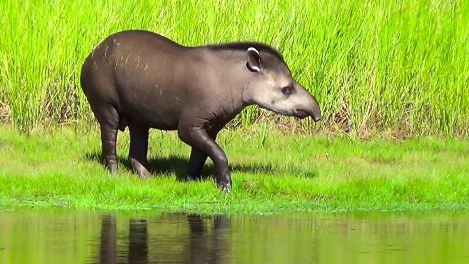 Tapir, Guia de Fauna. RutaChile.   - PERU