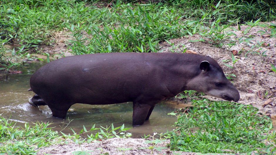 Tapir, Guia de Fauna. RutaChile.   - BOLIVIA