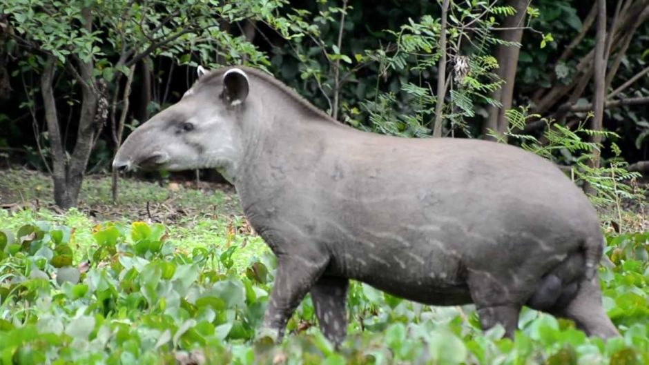 Tapir, Guia de Fauna. RutaChile.   - BOLIVIA