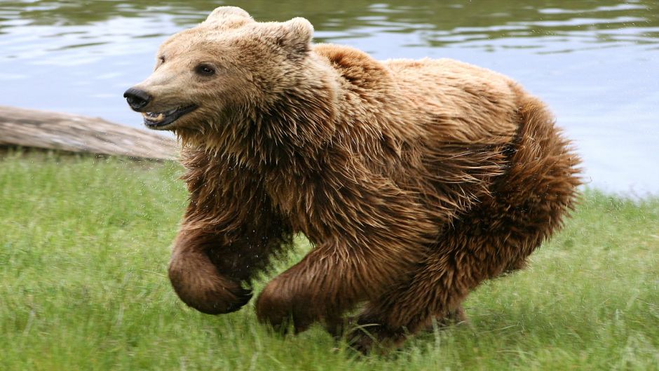Brown Bear .   - 