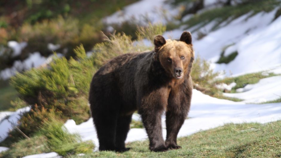 Brown Bear .   - Sweden