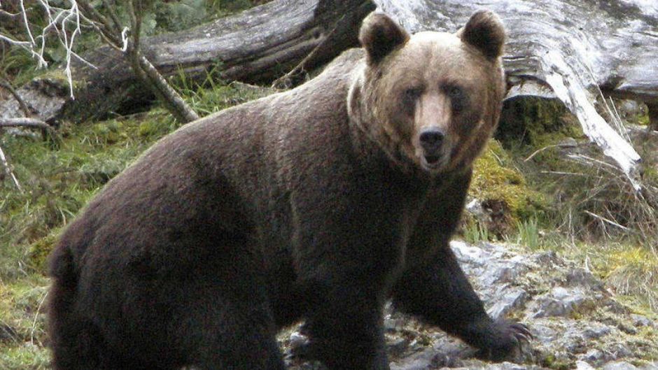 Brown Bear .   - UNITED STATES
