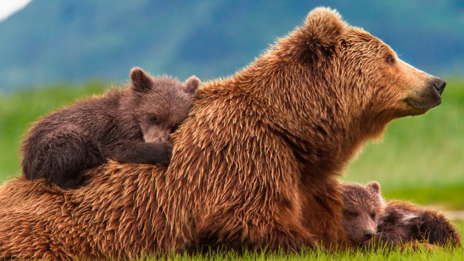 Brown Bear .   - Poland