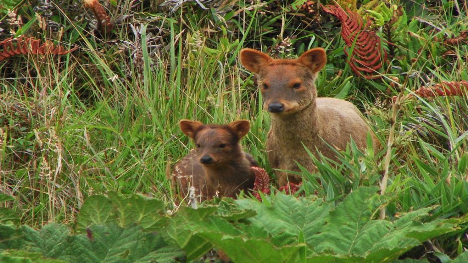 Pudu, Guia de Fauna. RutaChile.   - 