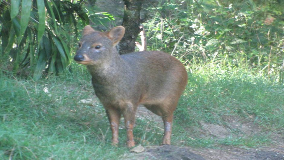 Pudu, Guia de Fauna. RutaChile.   - ARGENTINA