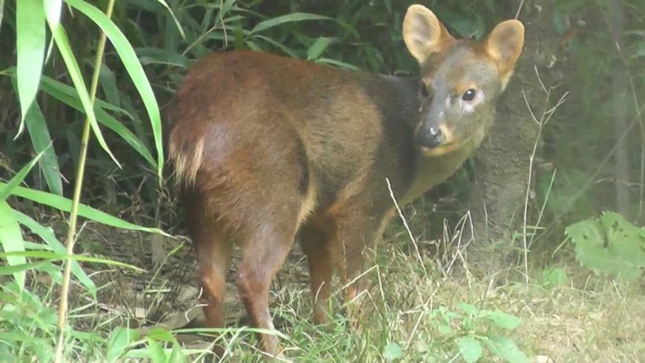 Pudu, Guia de Fauna. RutaChile.   - 