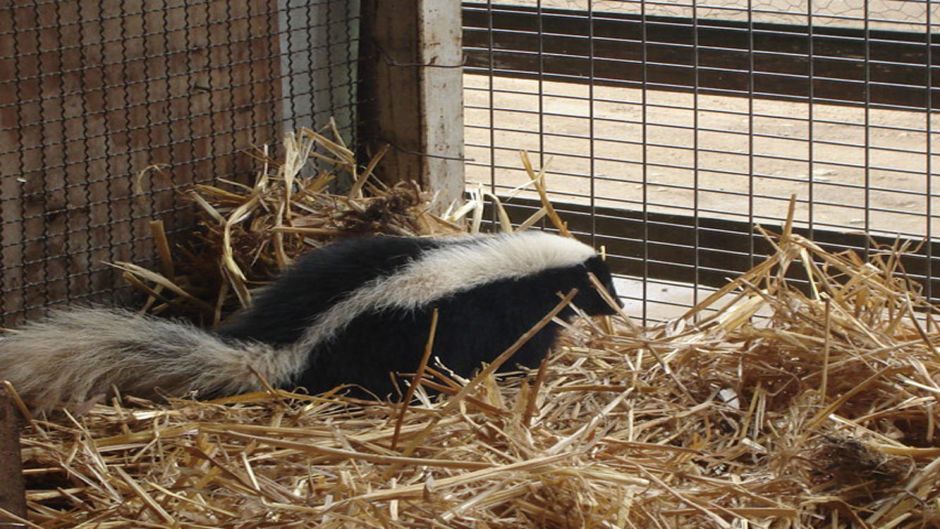 Skunk , Guia de Fauna. RutaChile.   - CHILE