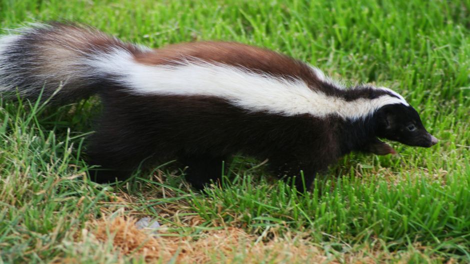 Skunk , Guia de Fauna. RutaChile.   - 