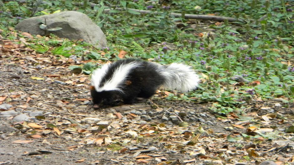 Skunk , Guia de Fauna. RutaChile.   - 