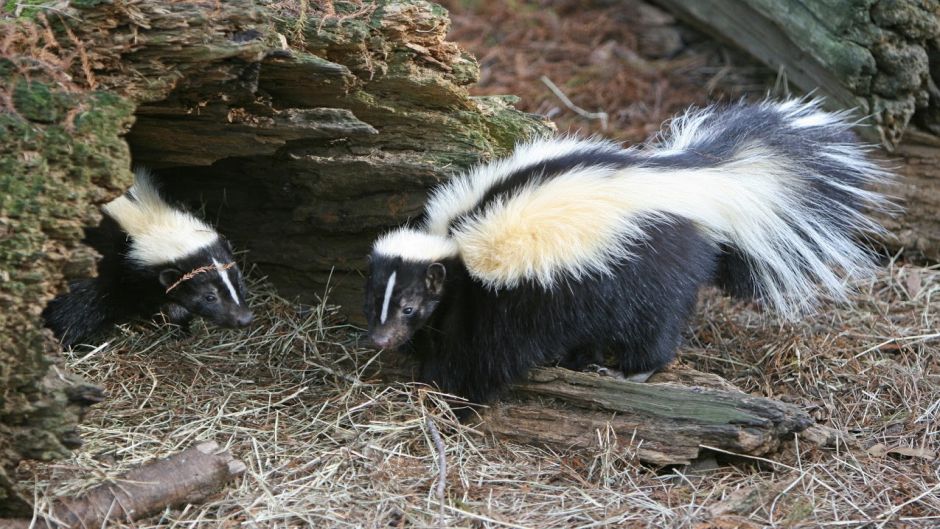 Skunk , Guia de Fauna. RutaChile.   - CHILE