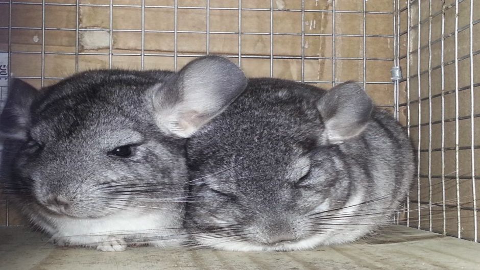 Chinchilla, Guia de Fauna. RutaChile, wildlife in CHILE